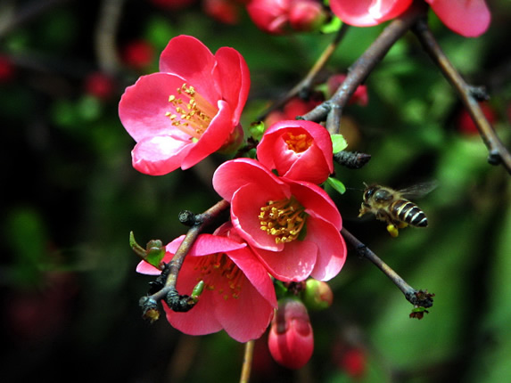 花暖蜜蜂喧